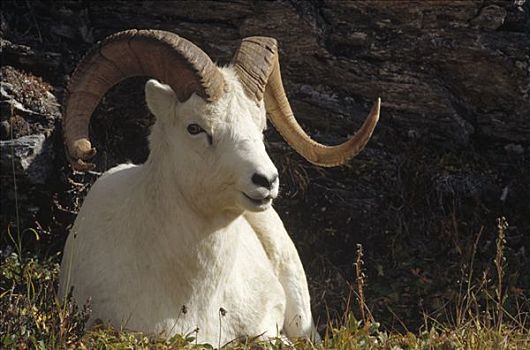 野大白羊,白大角羊,分开,犄角,德纳利国家公园和自然保护区,阿拉斯加