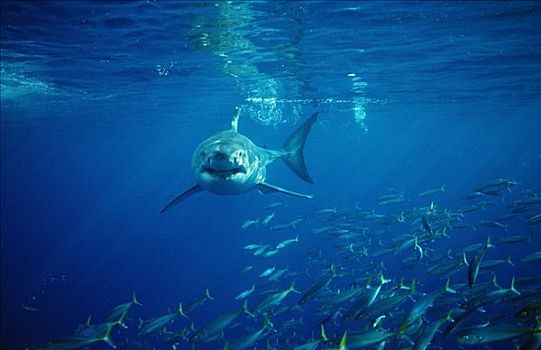 大白鲨,沙鲨属,鱼群,瓜达卢佩,墨西哥,正面