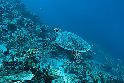 玳瑁,海龟,游泳,上方,珊瑚礁,印度洋,马尔代夫,亚洲