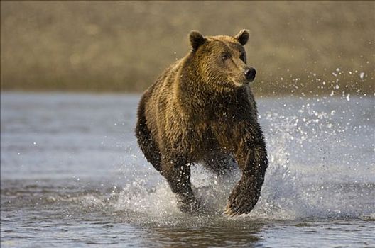 阿拉斯加棕熊,棕熊,湾,阿拉斯加,美国