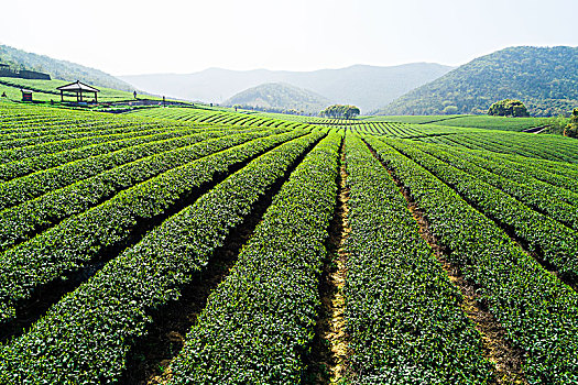 茶园美景