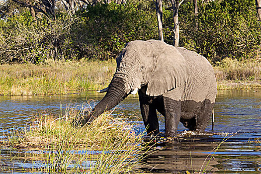 非洲,大象,莫雷米禁猎区,奥卡万戈三角洲,博茨瓦纳