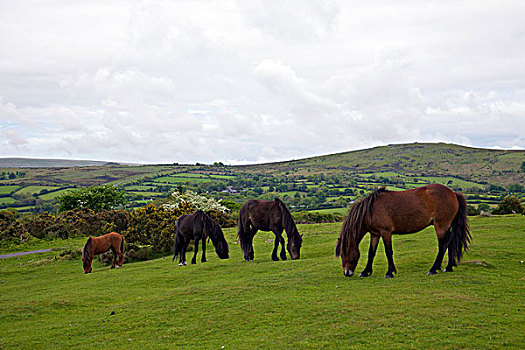 四个,达特姆尔高原,小马,放牧,土地,德文郡,英格兰