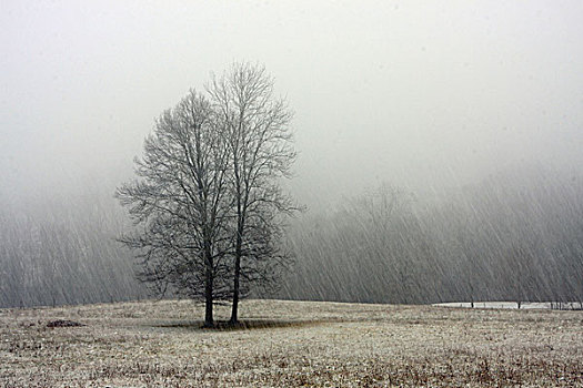 树,地点,冬天