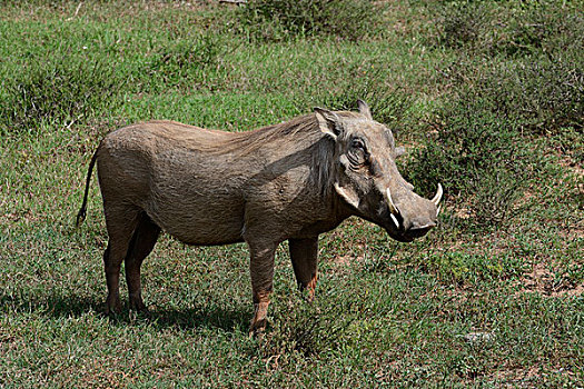 疣猪,阿多大象国家公园,东开普省,南非,非洲