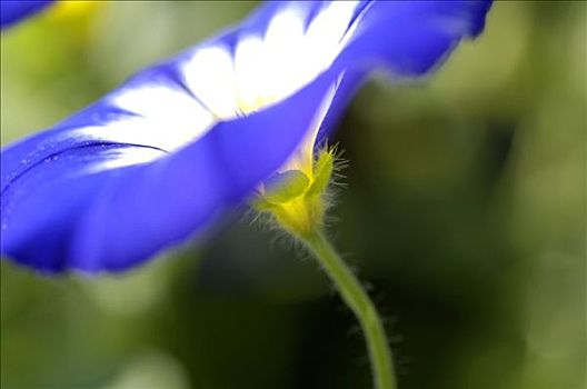 蓝色,西班牙,旋花,三色,特写