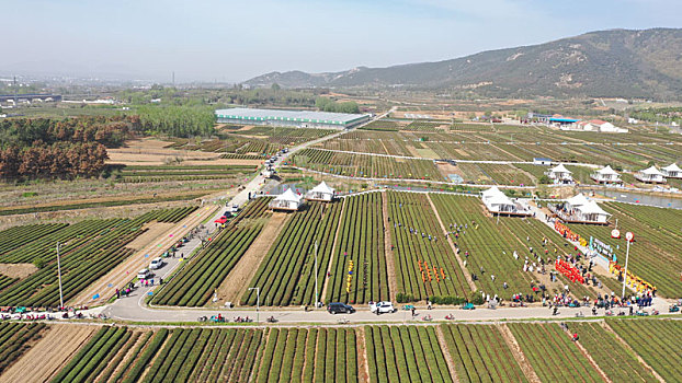 山东省日照市,海岸绿茶春季开园,各类文艺活动精彩纷呈