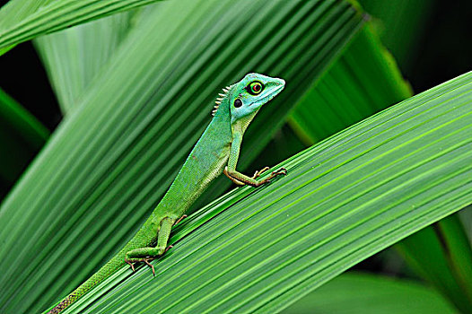 绿色,蜥蜴,金马伦高地,马来西亚