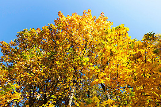 秋天,黄色,公园