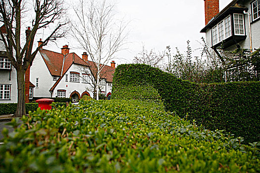 灌木篱墙,道路,乡村,伦敦,英国