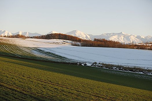 彩色,落叶松属植物,木头,雪