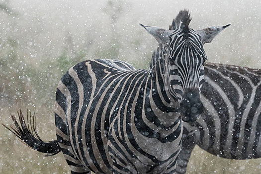 斑马,马,雨,塞伦盖蒂国家公园,坦桑尼亚