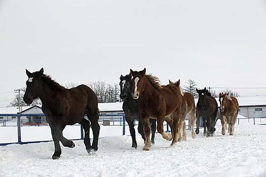 怀孕,马,跑,雪原