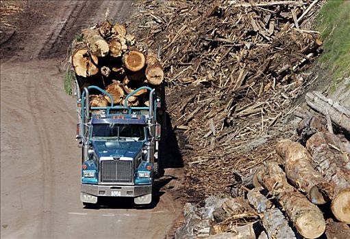卡车,装载,原木,不列颠哥伦比亚省,加拿大