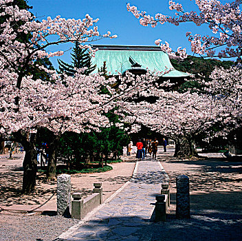 日本,镰仓,庙宇,一个,五个,樱花,开花