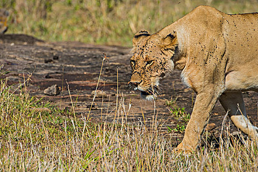 肯尼亚马赛马拉国家公园母狮子