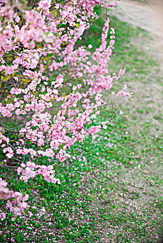 粉色的花