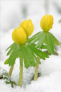 冬乌头,冬菟葵,雪中