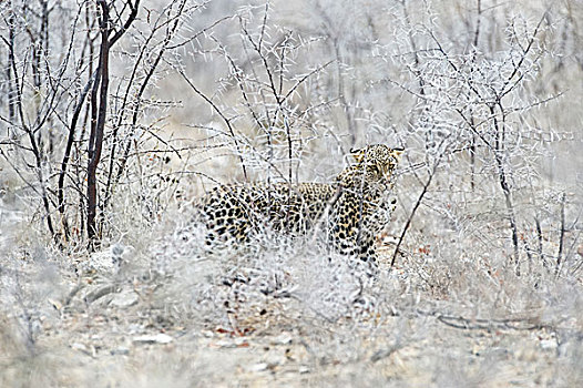 豹,雌性,埃托沙国家公园,纳米比亚,非洲