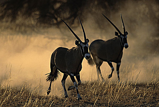 南非大羚羊,羚羊,跑,卡拉哈迪大羚羊国家公园,卡拉哈里沙漠,南非,非洲