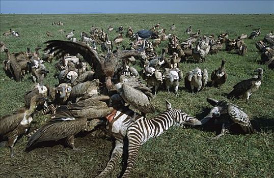 白背兀鹫,白背秃鹫,斑马,畜体,恩格罗恩格罗,保护区,坦桑尼亚,东非