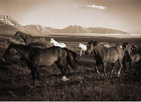 马,驰骋,大台顿国家公园,怀俄明