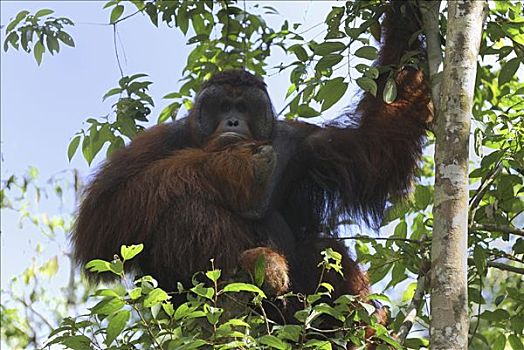 猩猩,黑猩猩,檀中埠廷国立公园,印度尼西亚