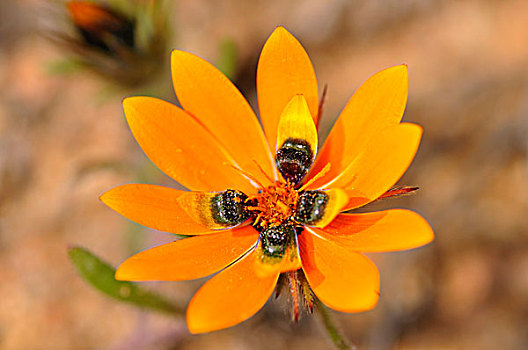 甲虫,雏菊,纳马夸兰,南非