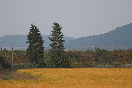 秋日,田野