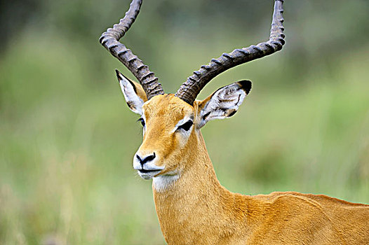 坦桑尼亚,塞伦盖蒂国家公园,雄性,黑斑羚