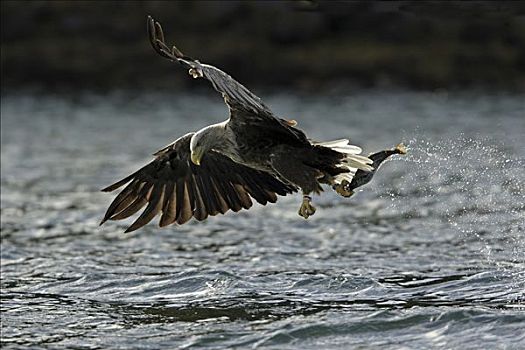 白尾鹰,白尾海雕,抓住,鱼,挪威
