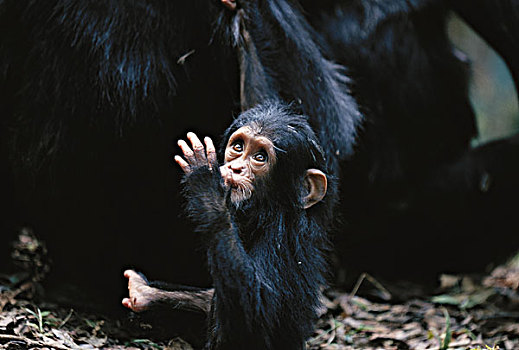 坦桑尼亚,冈贝河国家公园,幼仔,雌性,黑猩猩,大幅,尺寸