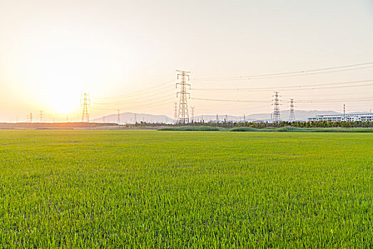 金色夕阳下的田地高压线路