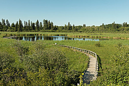 木板路,湿地,赖丁山国家公园,曼尼托巴,加拿大