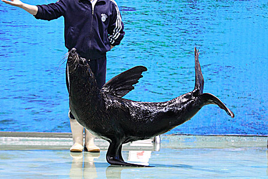 海洋馆里的海狮表演