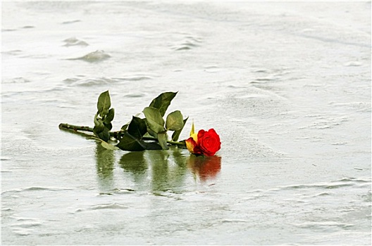 红玫瑰,冰