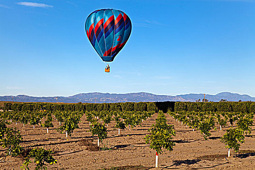 热气球,飞,山谷,气球,上方,葡萄园,河滨县,加利福尼亚,美国