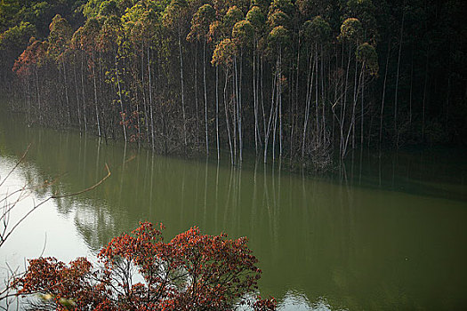 福建南靖水杉