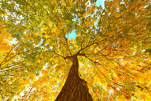 秋季黄色树叶的大树