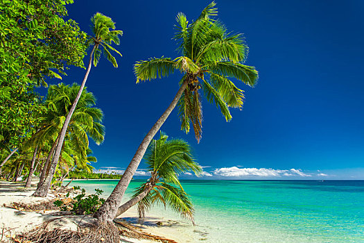 热带沙滩,棕榈树,斐济群岛