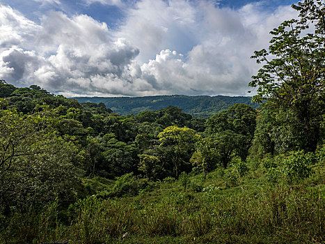 雨林,阿雷纳尔,悬挂,桥,公园,哥斯达黎加,中美洲