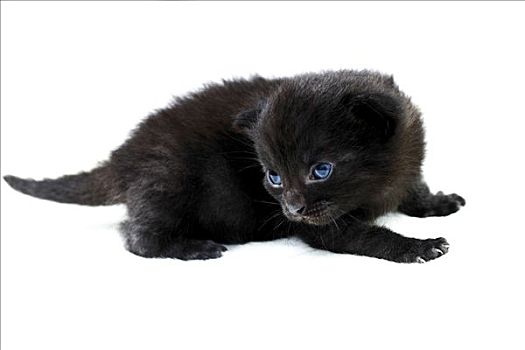 黑色,小猫,2星期大