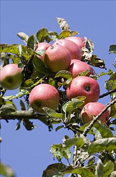 成熟,红苹果,悬挂,苹果树,黑森州,德国,欧洲