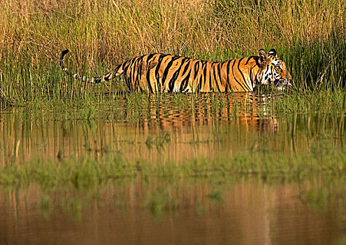 孟加拉虎,虎,走,水,班德哈维夫国家公园,中央邦,印度