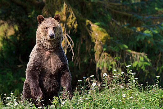 沿岸,大灰熊,站立,棕熊,小湾,不列颠哥伦比亚省,加拿大