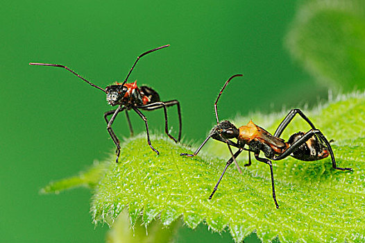 昆虫,叶子,蚂蚁,拟态,丘陵地区,中心,德克萨斯,美国,北美