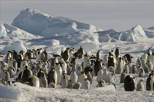 帝企鹅,生物群,威德尔海,南极