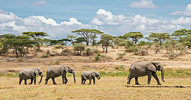 非洲象,幼兽,走,排列,塞伦盖蒂,坦桑尼亚