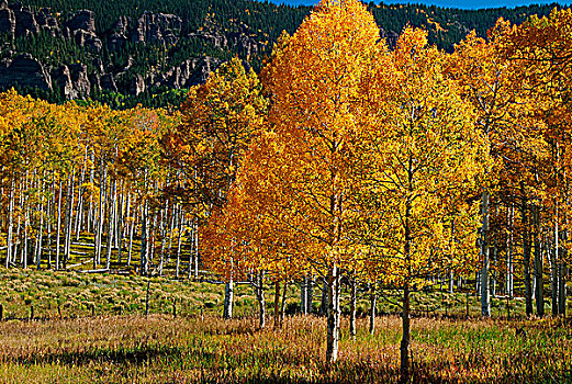 秋天,树,树林,科罗拉多,美国
