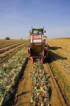 农机具,收获,洋葱,荷兰